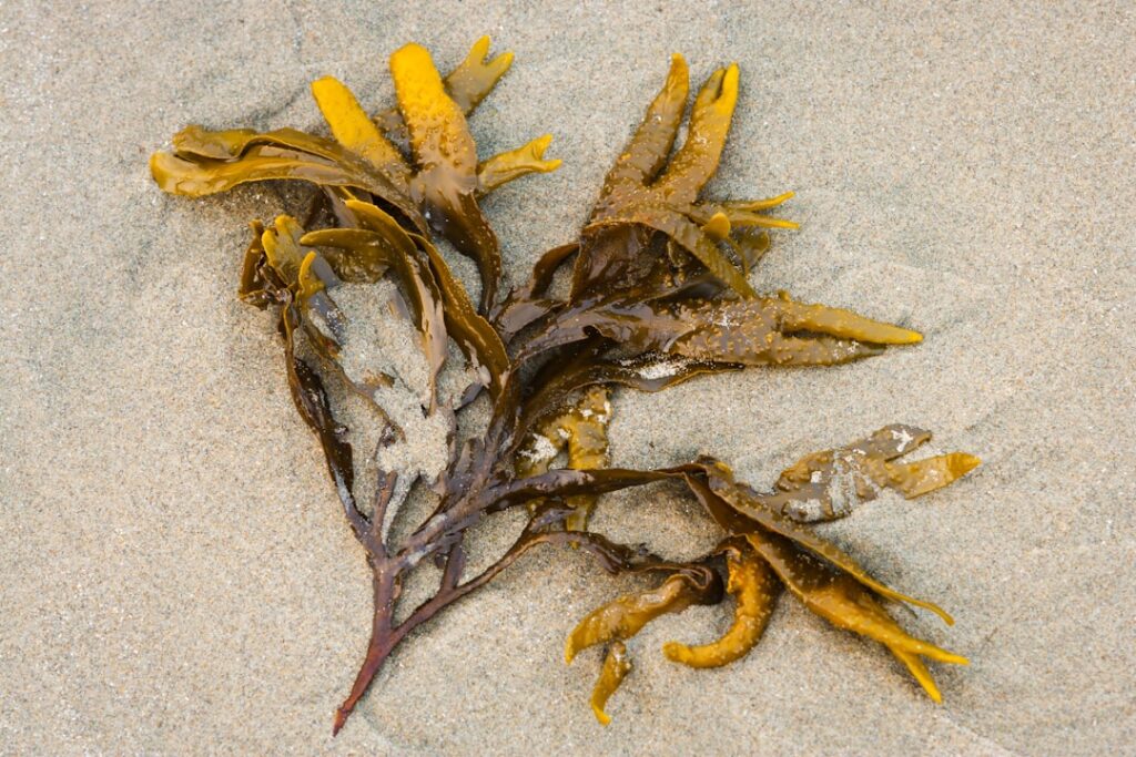 Photo Marine algae