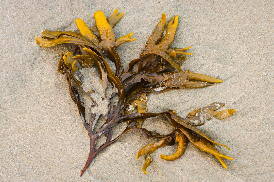 Photo Marine algae
