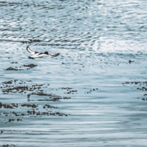 Photo North Atlantic Ocean