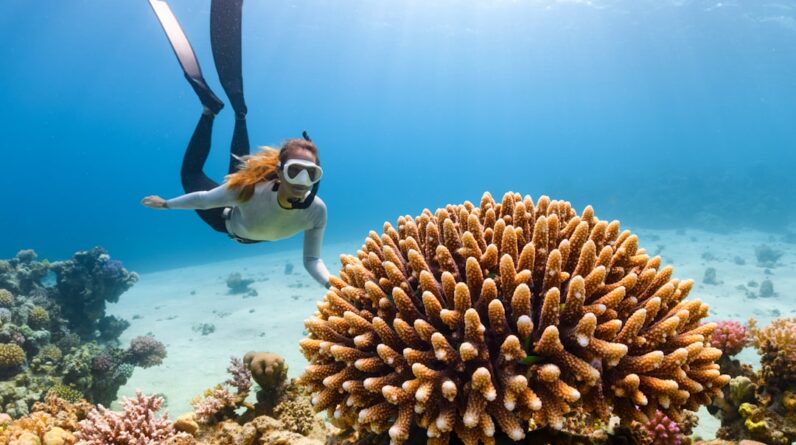 Photo Coral reef