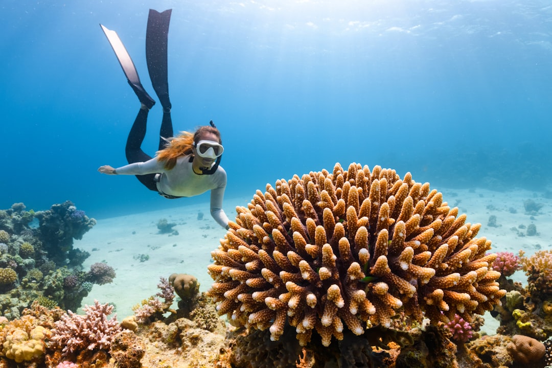 Photo Coral reef