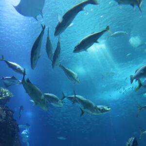 Photo Marine life