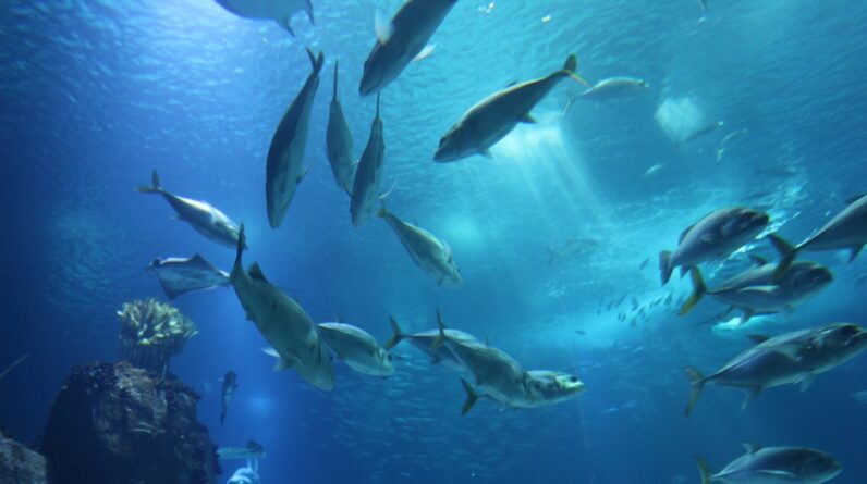 Photo Marine life