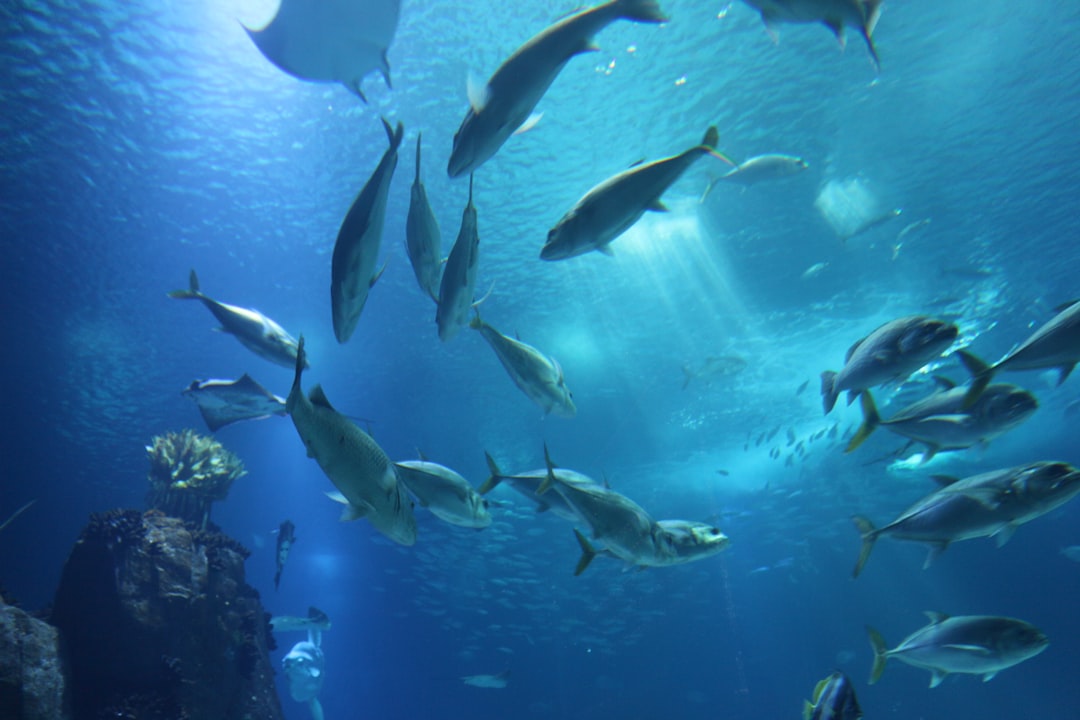 Photo Marine life