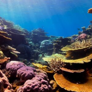 Photo Underwater coral reef