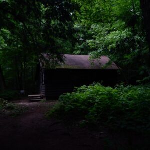 Photo Lush forest