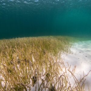 Photo Ocean Conservation