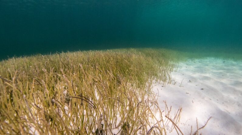 Photo Ocean Conservation