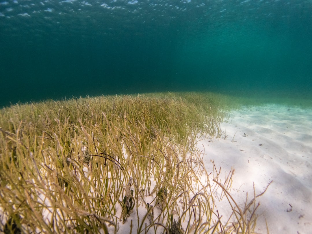 Photo Ocean Conservation