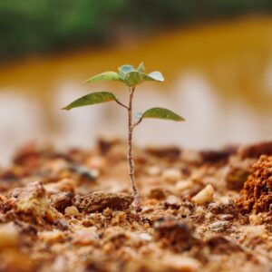 Photo Tree planting