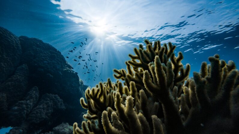 Photo Ocean Conservation