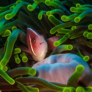Photo Marine Biology