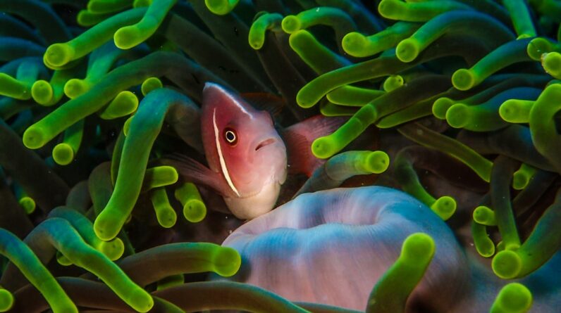 Photo Marine Biology