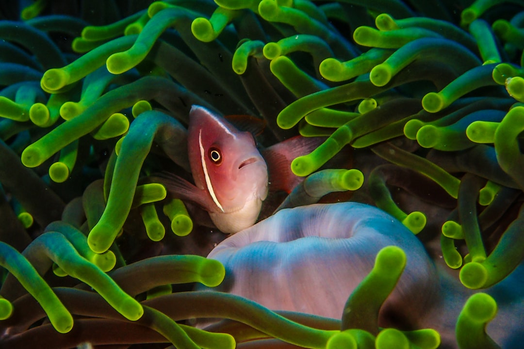 Photo Marine Biology