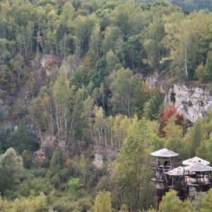 Photo Forest regeneration