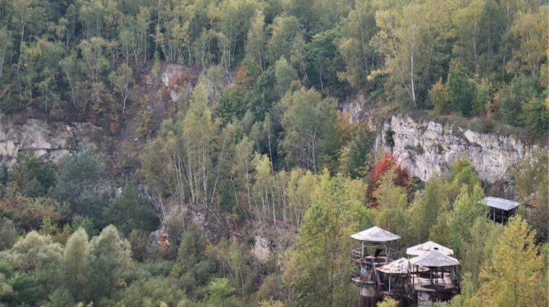 Photo Forest regeneration