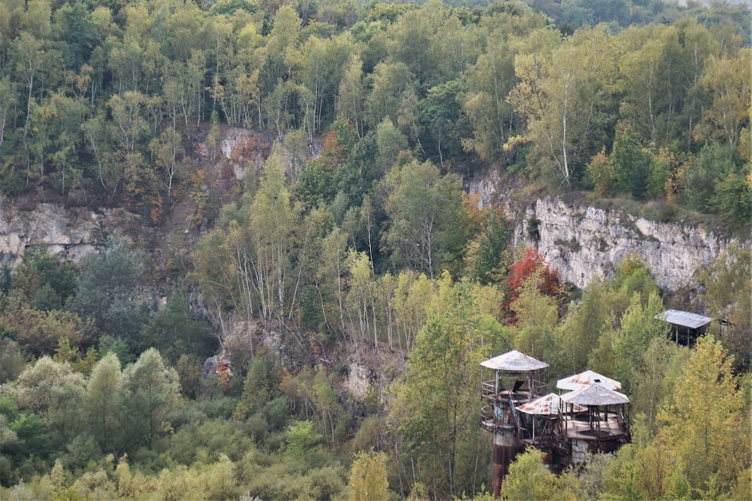 Photo Forest regeneration