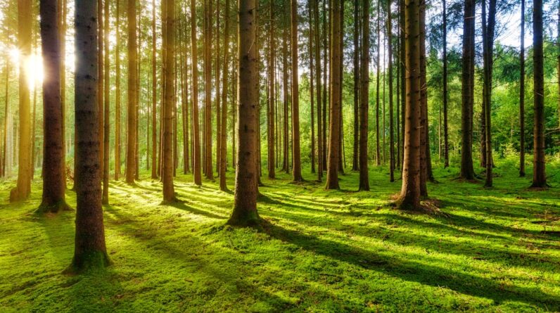 Photo Green forest