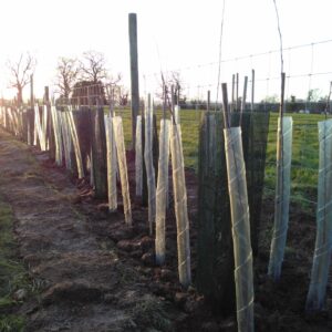 Photo Tree planting