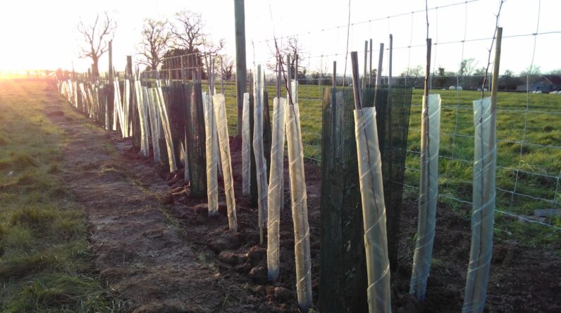 Photo Tree planting