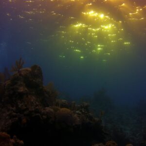 Photo Underwater kelp forest
