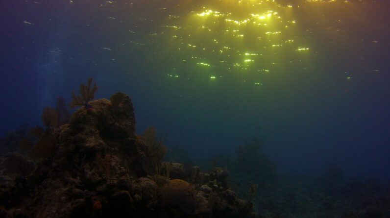 Photo Underwater kelp forest