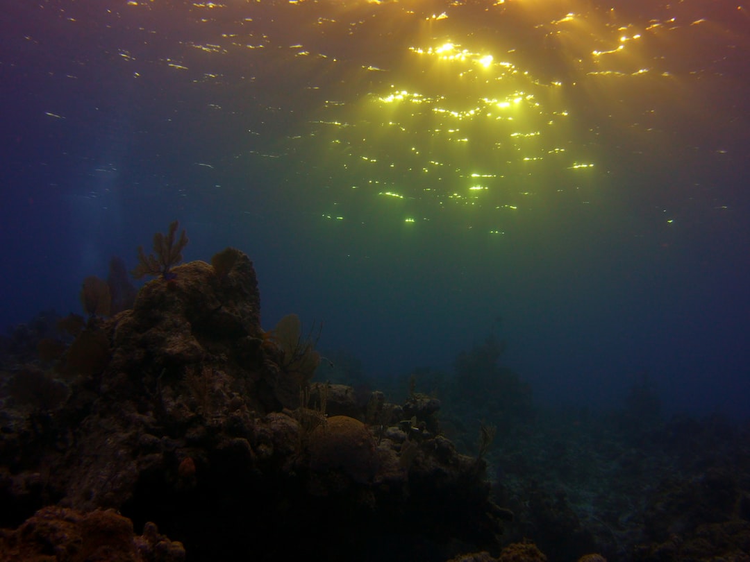 Photo Underwater kelp forest