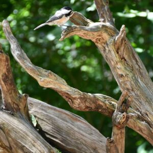 Photo Mangrove roots