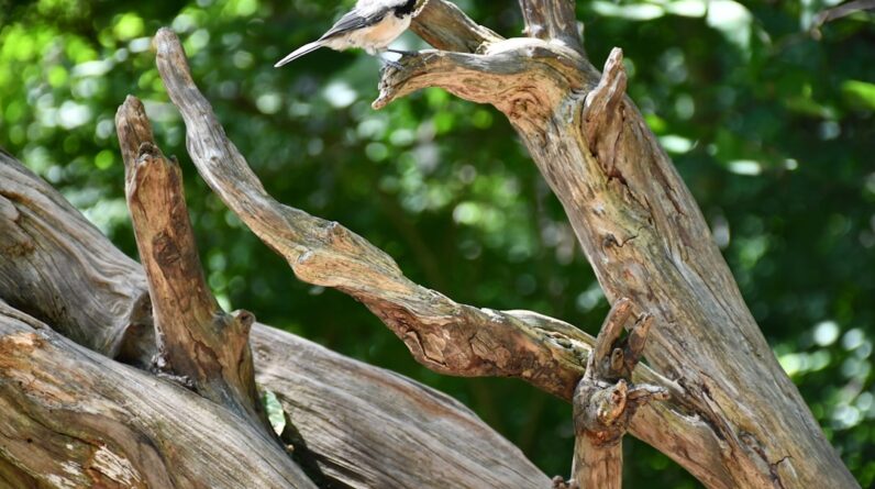 Photo Mangrove roots