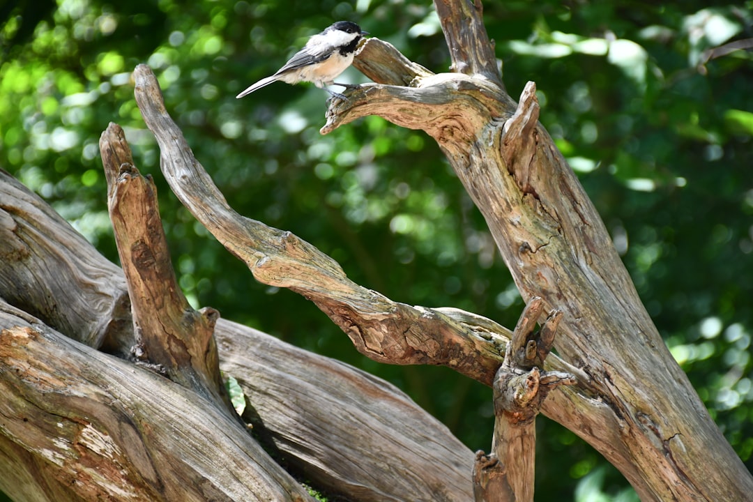 Photo Mangrove roots