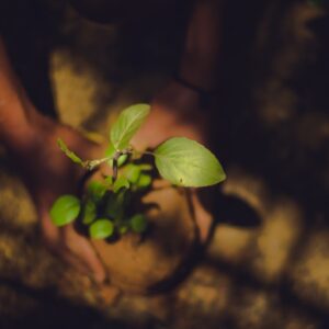 Photo Tree planting