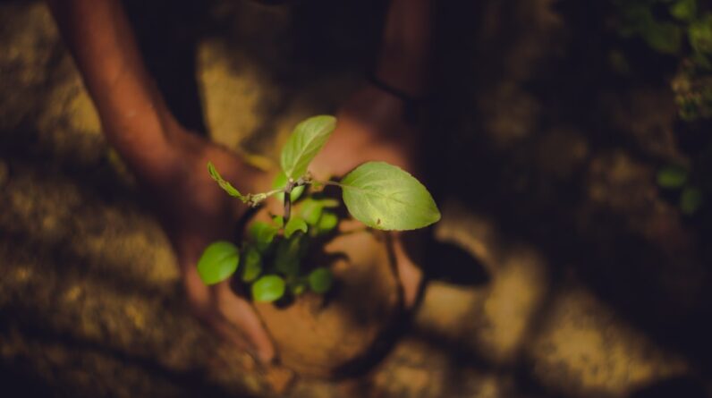 Photo Tree planting