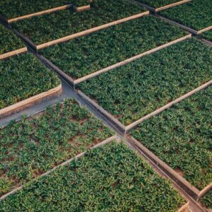 Photo Reforestation impact
