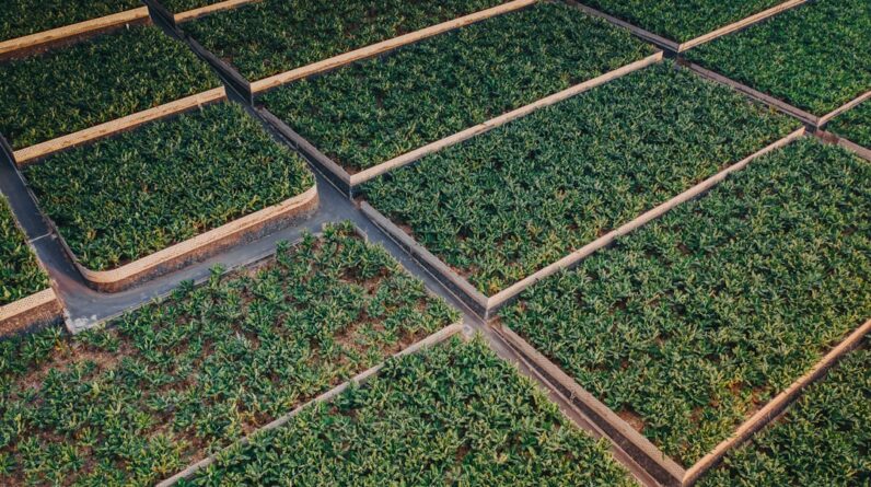 Photo Reforestation impact