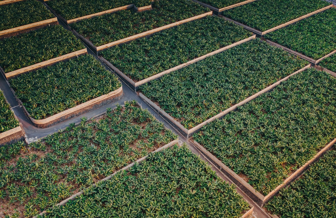 Photo Reforestation impact