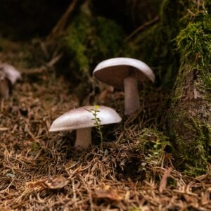 Photo Fungi Drones