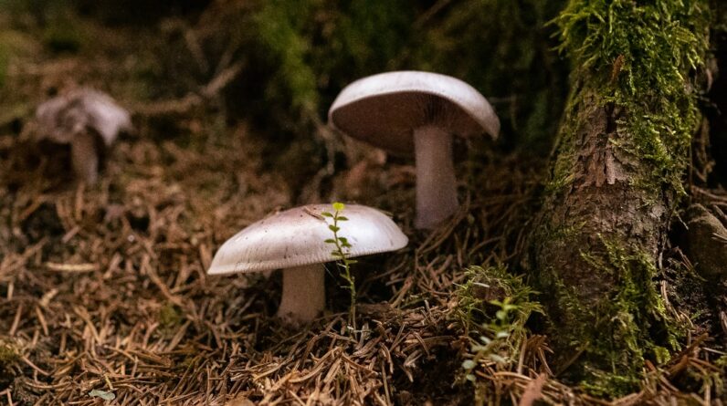 Photo Fungi Drones