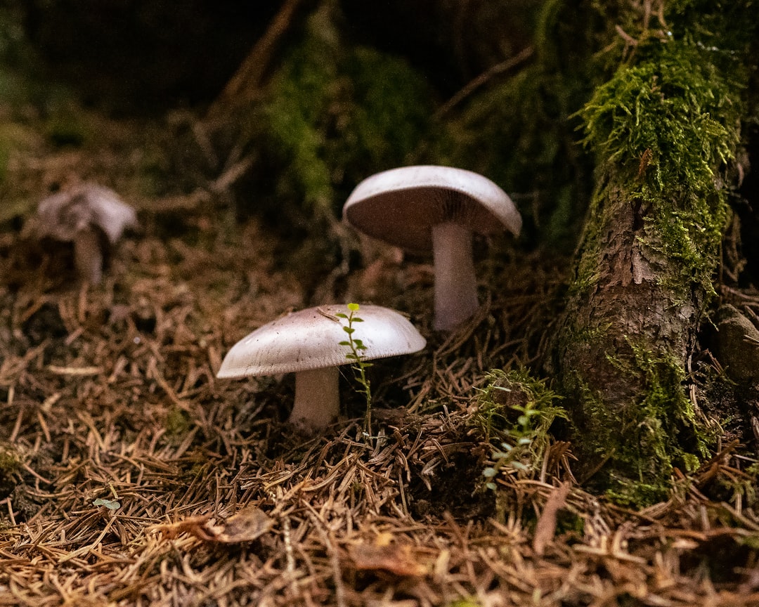 Photo Fungi Drones