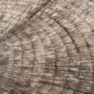 Photo Tree rings