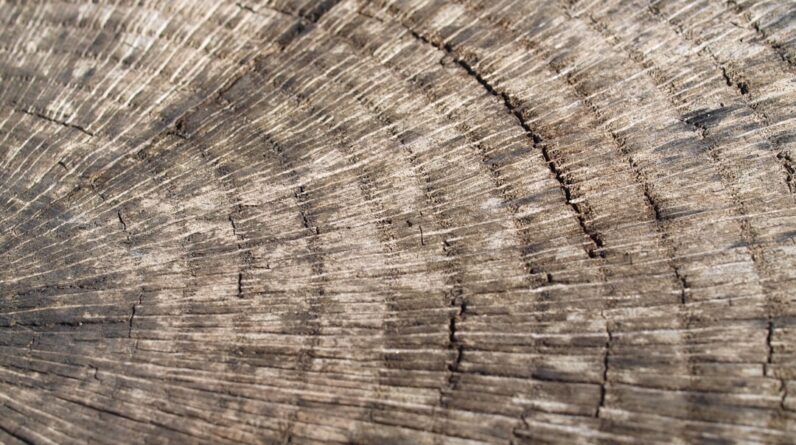 Photo Tree rings