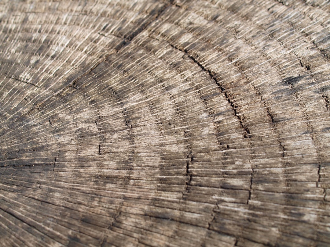 Photo Tree rings