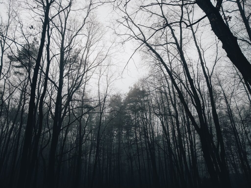 Photo Forest regeneration