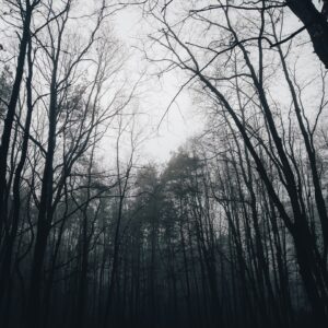 Photo Forest regeneration