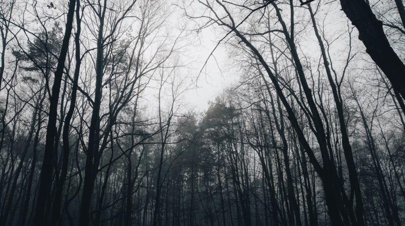Photo Forest regeneration