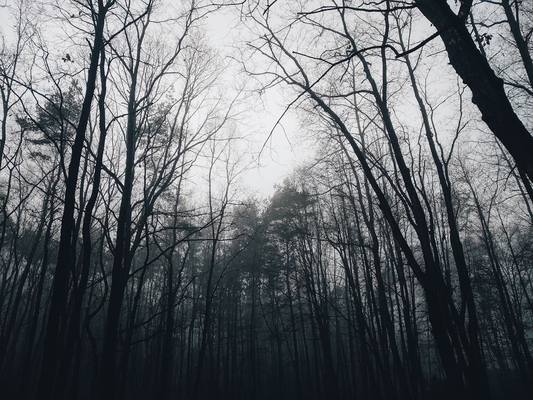 Photo Forest regeneration