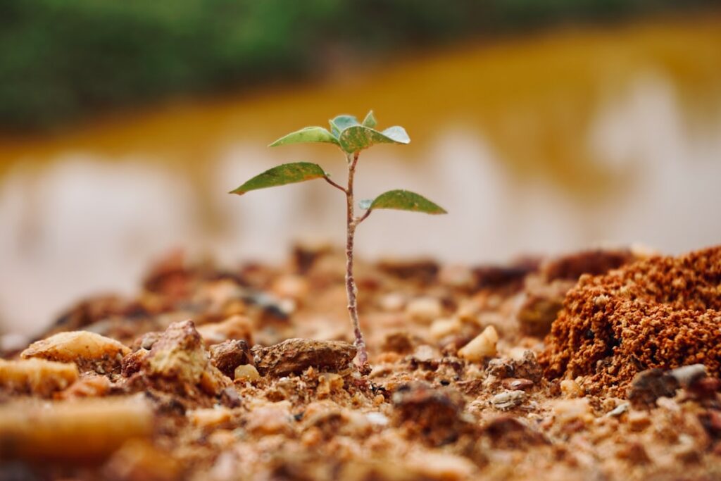 Photo Tree planting