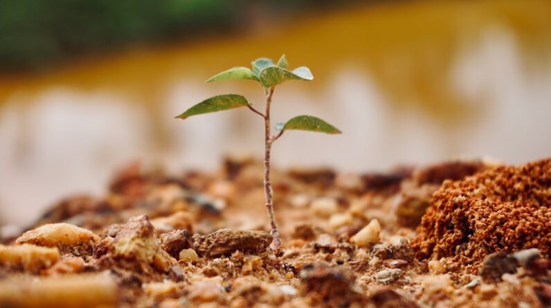 Photo Tree planting