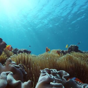 Photo Underwater coral reef