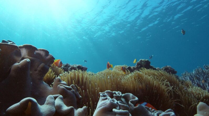 Photo Underwater coral reef