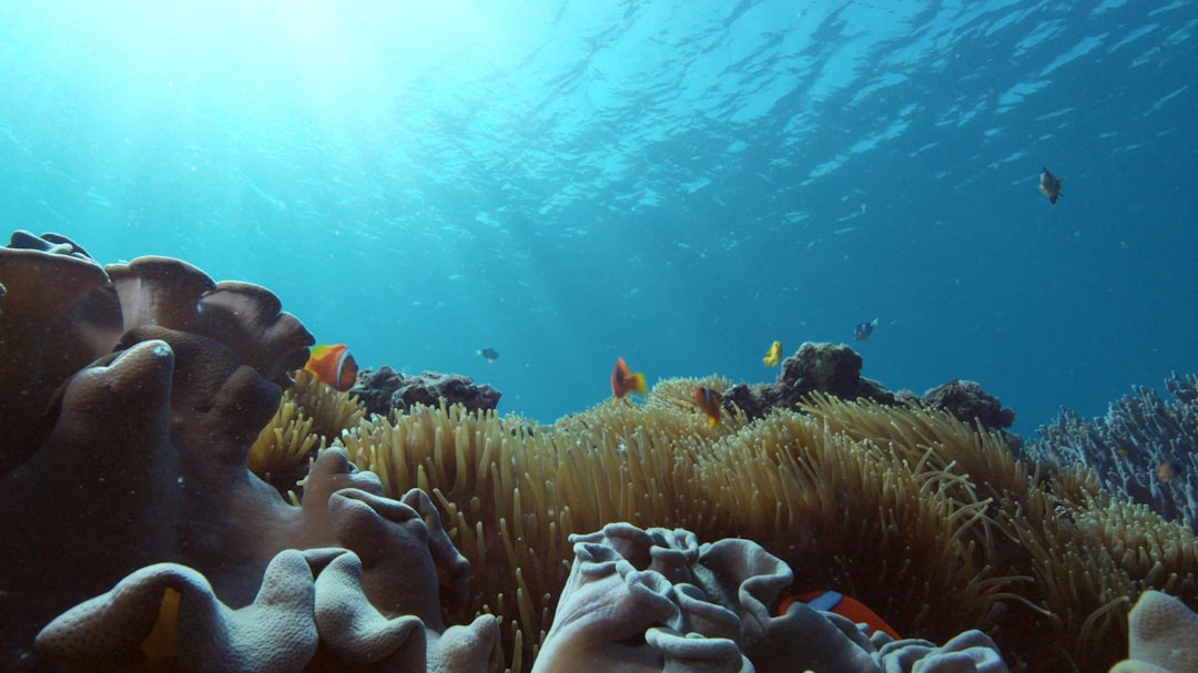 Photo Underwater coral reef